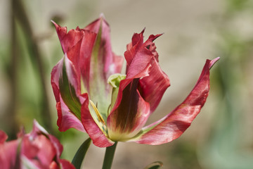 tulip flower in spring in the garden