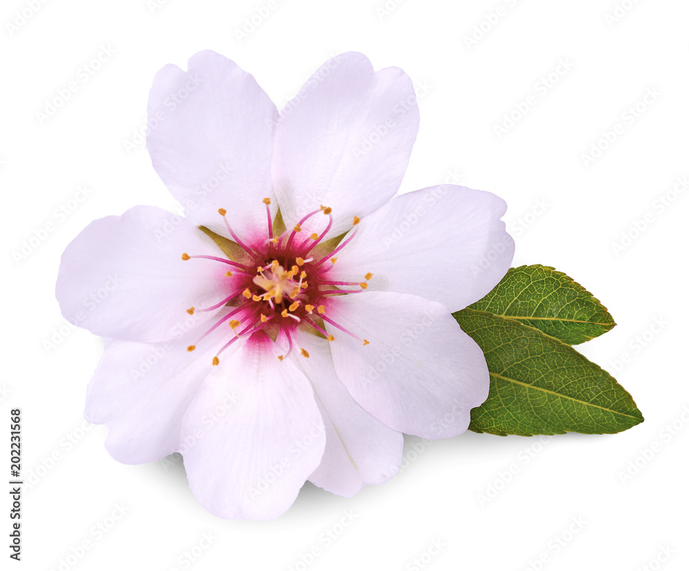 Wall mural flower of almond on white background