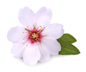 flower of almond on white background