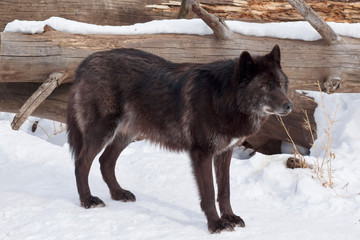 Wild black canadian wolf is looking for his new victim in the winter forest.