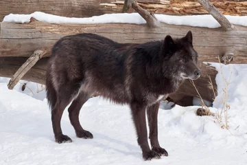 Papier Peint photo Loup Wild black canadian wolf is looking for his new victim in the winter forest.