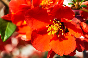 Closeup of a beautiful japanese apple tree, malus floribunda, red flower in early spring.
