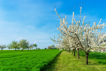 Naklejka premium Flowering plum trees, prunus domestica, in line in the countryside on a beautiful and sunny day of early spring, copy space.