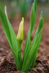 Early spring bud of yellow narcissus flower with green leaves growing in garden on peat soil.