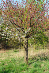 Fototapeta premium japanese cherry blossoms in spring