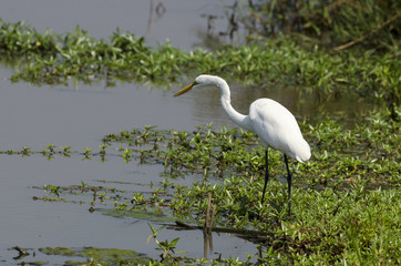 Grande Aigrette,. Ardea alba, Great Egret