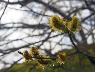 catkins or male flowers of a pussy willow in april in spring woodland with budding leaves