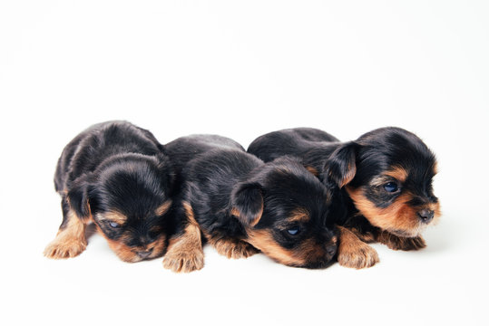 Cute three pupies yorkshire terrier lie on soft litter. Family of cute dogs.