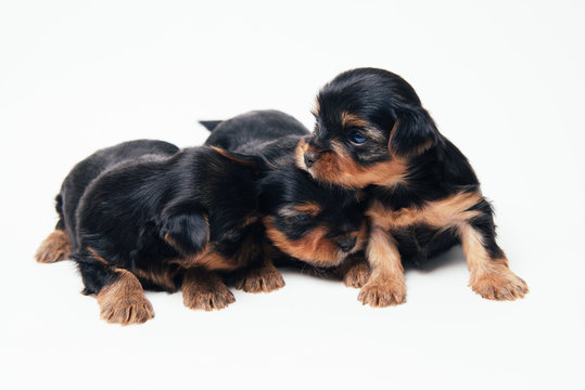 Three yorkshire puppies are lying on white background.