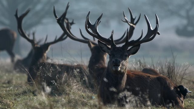 Red deer 