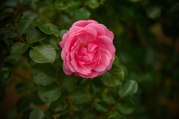 American Beauty rose bloom