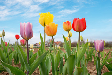 bunte Tulpen zum Selberschneiden am Feld