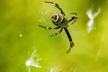 spider Argiope on the hunt