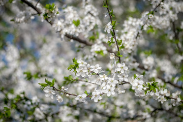 Flowering apricot tree in spring