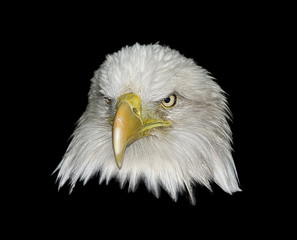 Bald Eagle on Black 12