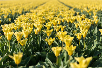 tulip field in the Netherlands