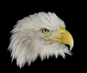 Bald Eagle 14