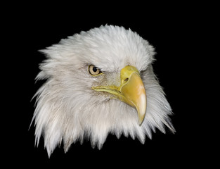 Bald Eagle on Black 16