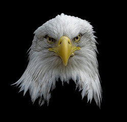 Bald Eagle on Black 18