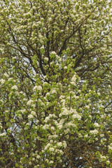 Blossoming tree in spring close-up