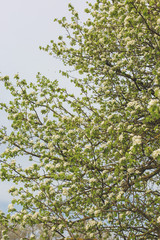 Blossoming tree in spring close-up