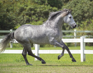 Obraz na płótnie Canvas Andalusian stallion runs along white fence