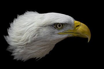 Bald Eagle on Black 22