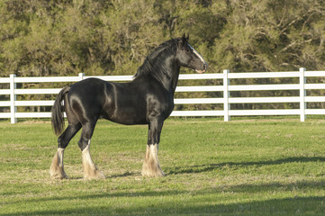 Shire Draft horse stallion standing profile in paddock