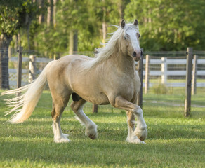 Obraz na płótnie Canvas Gypsy Vanner Horse Stallion