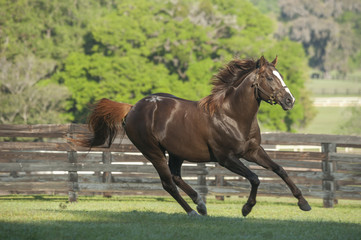 Thoroughbred horse stallion gallops side