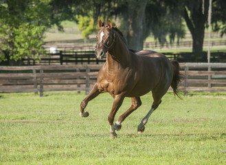 Thoroughbred horse stallion gallops toward
