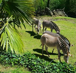 Fototapeta na wymiar groupe de zèbres dans son enclos au zoo de beauval