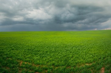 Fototapeta na wymiar field with a bright green grass under the sky with large dark storm clouds in a wide format
