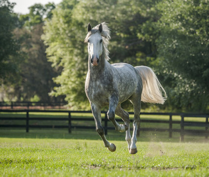 Lucitano Stallion Horse Running Toward