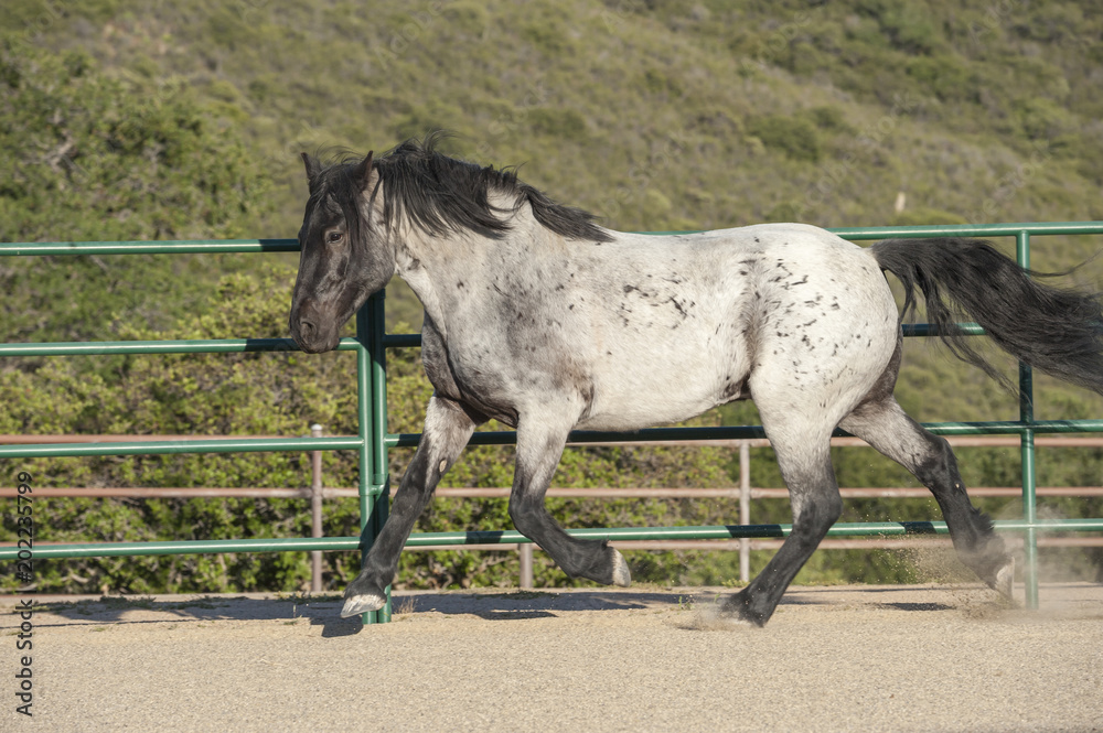 Wall mural Blue roan draft horse mix gelding