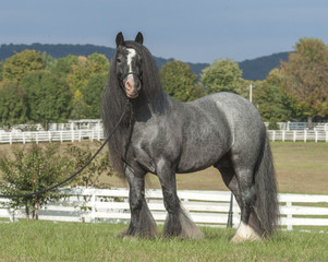 Gypsy Vanner Horse blue roan stallion