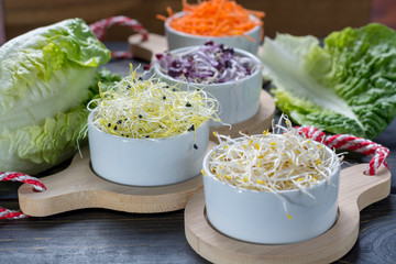 Ingredients for healthy salad. Raw fresh young organic sprouts of leek, alfalfa, red reddish and carrot in bowls, green lettuce close up