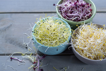 Raw fresh young organic sprouts of leek, alfalfa and red reddish in bowls close up