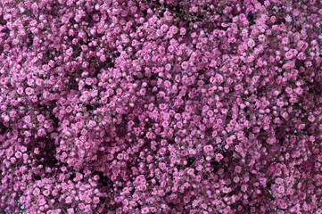 Texture of many small pink flowers
