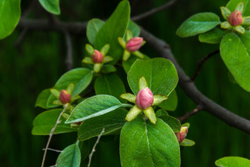 Flowering of quince