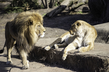 male and female lions looking at each other
