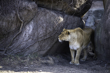 female lion peeking behind rocks