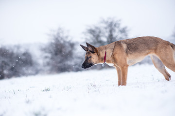 Dog exploring the winter wonderland and playing in the cold