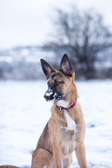 Dog exploring the winter wonderland and playing in the cold