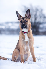 Dog exploring the winter wonderland and playing in the cold