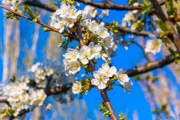 Spring color on trees