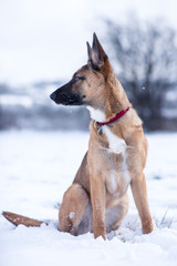 Dog exploring the winter wonderland and playing in the cold