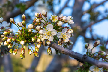 Spring color on trees