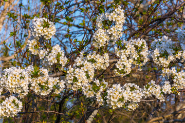 Spring color on trees