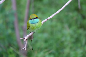 Petit oiseau